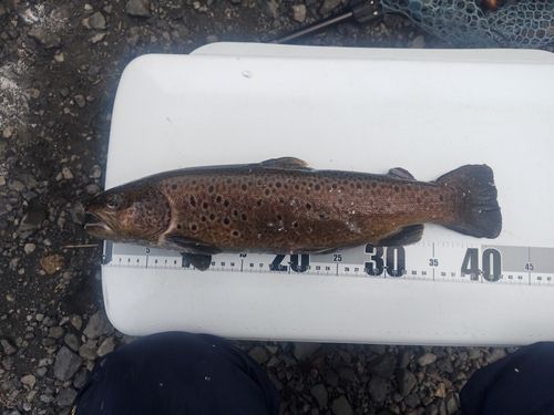 ブラウントラウトの釣果