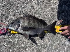 クロダイの釣果