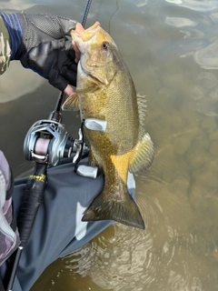 スモールマウスバスの釣果