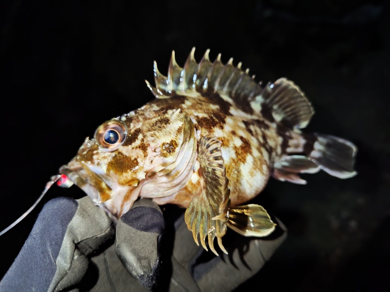 DAIWA 21エメラルダス X ボート 65MLS-Sの最安値・インプレ・釣果