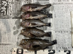 メバルの釣果