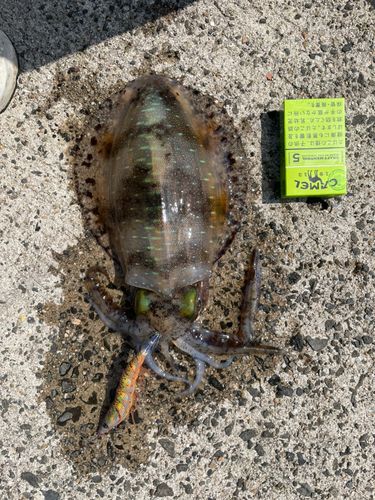 アオリイカの釣果