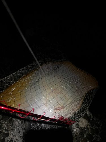 ツバクロエイの釣果