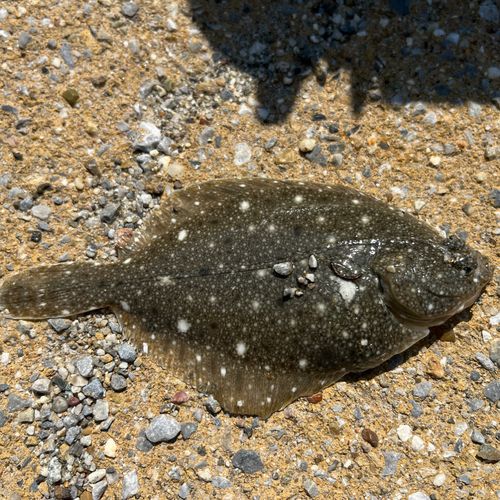 カレイの釣果