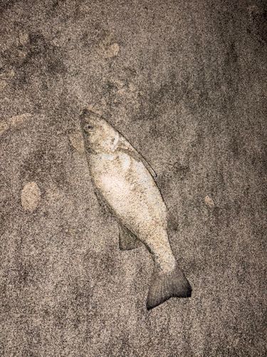 セイゴ（ヒラスズキ）の釣果
