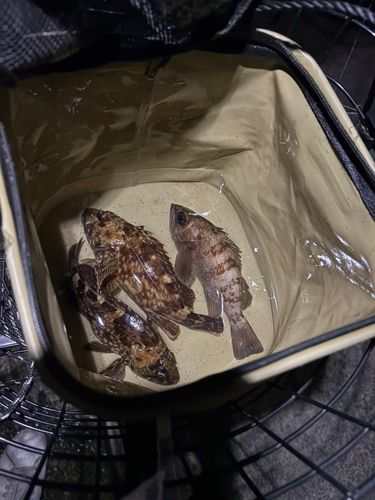メバルの釣果