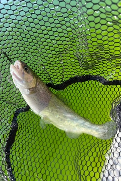 ニジマスの釣果