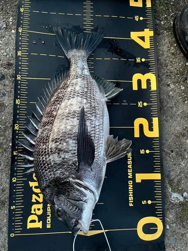 チヌの釣果