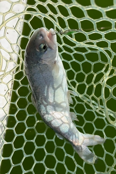 ニジマスの釣果
