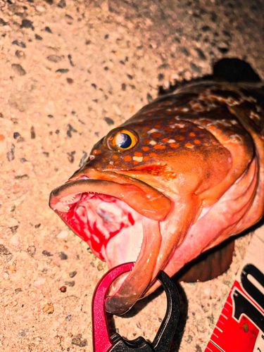 アコウの釣果