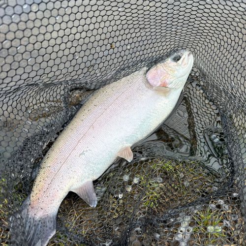 ニジマスの釣果
