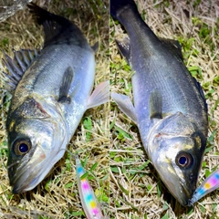 セイゴ（マルスズキ）の釣果