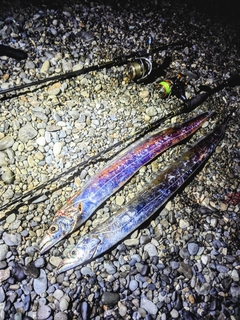 タチウオの釣果