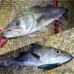 フッコ（マルスズキ）の釣果