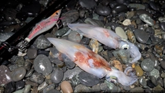 ケンサキイカの釣果