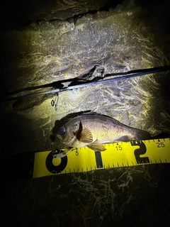 クロメバルの釣果