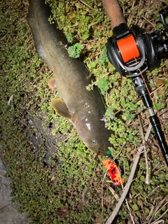 ナマズの釣果
