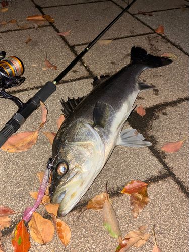 マルスズキの釣果