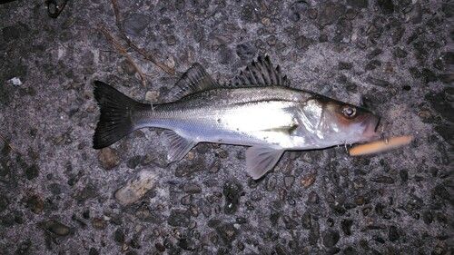 シーバスの釣果
