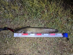 ニホンナマズの釣果