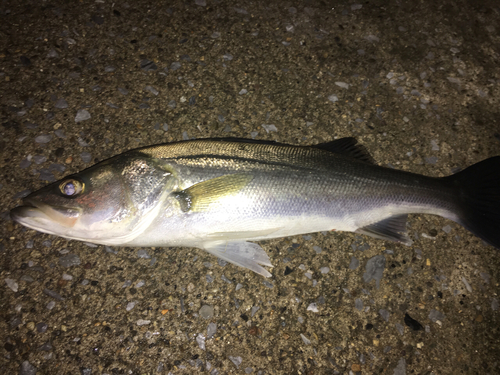 フッコ（マルスズキ）の釣果