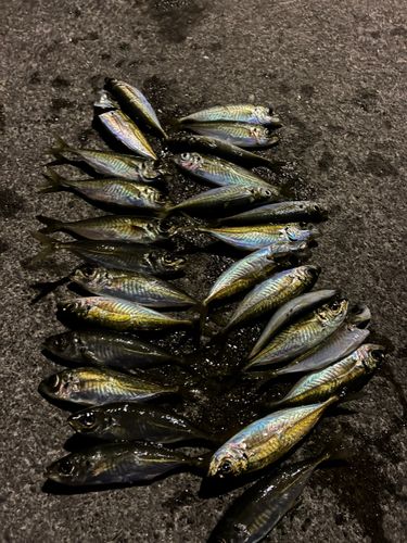 アジの釣果