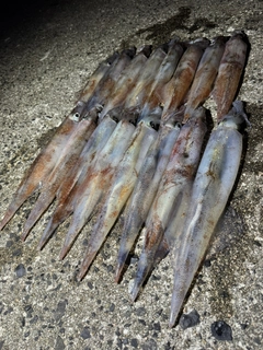 ヤリイカの釣果