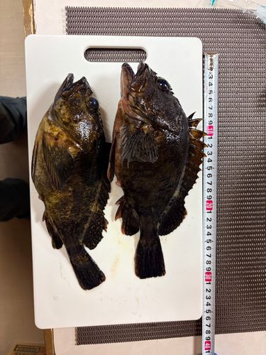 カサゴの釣果