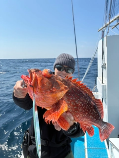 ウッカリカサゴの釣果