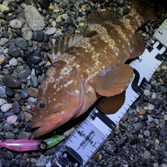 キジハタの釣果