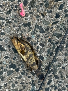 タケノコメバルの釣果