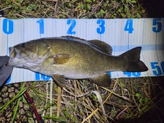 スモールマウスバスの釣果