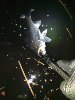 セイゴ（マルスズキ）の釣果