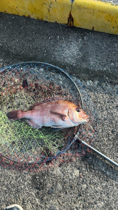 タイの釣果