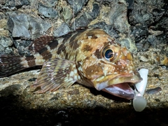 アラカブの釣果