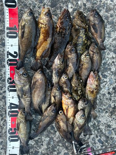 メバルの釣果