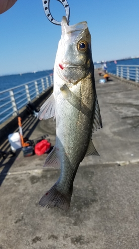 セイゴ（マルスズキ）の釣果