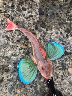 ホウボウの釣果