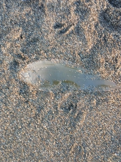 クロウシノシタの釣果