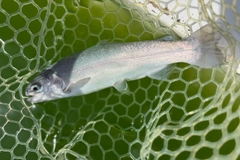 ニジマスの釣果