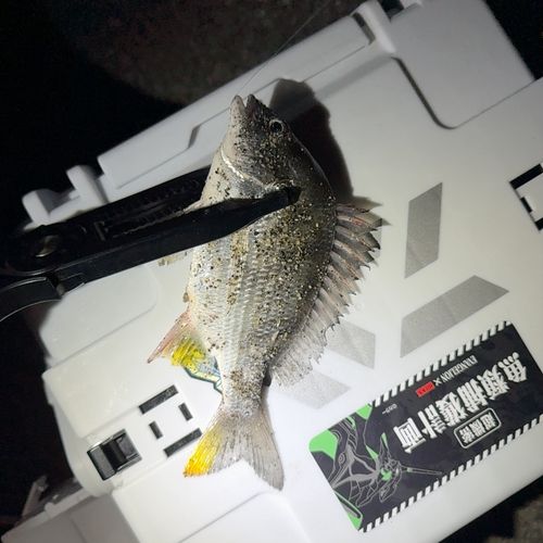 釣果