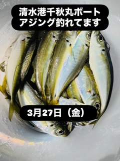 アジの釣果