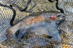 ニジマスの釣果