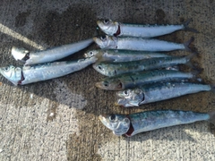 マイワシの釣果