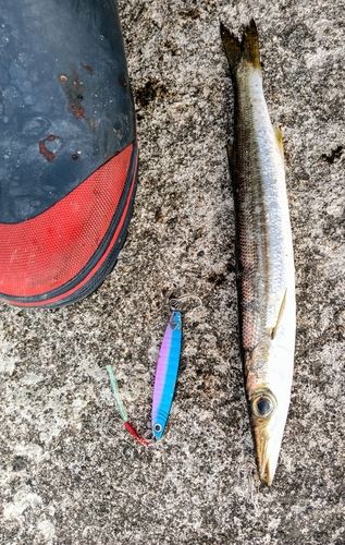 カマスの釣果