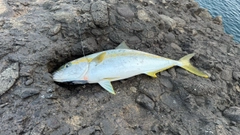 ヒラマサの釣果