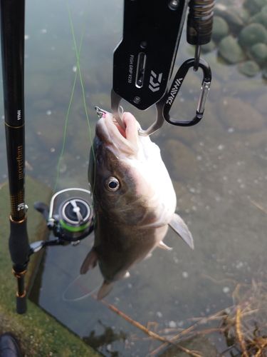 ウグイの釣果