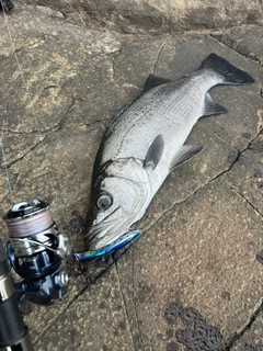 ヒラスズキの釣果