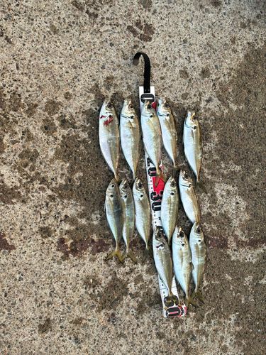 アジの釣果