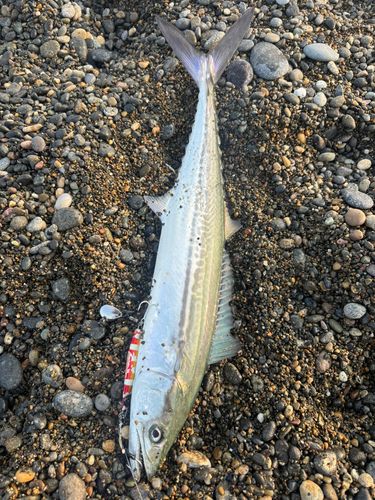 サゴシの釣果